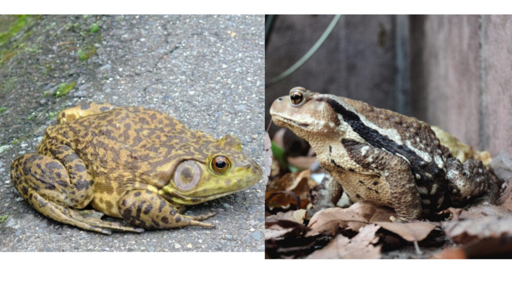 見分け方!ヒキガエル、ウシガエル、アズマ、ミヤコ、ナガレ | ゆるとの身近な生き物ブログ