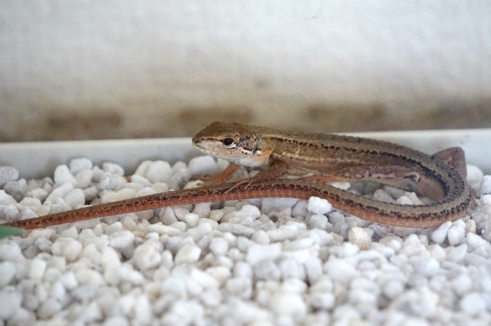 トカゲ カナヘビ飼育ヒーターの効果的な使い方 選び方と具体例 ゆるとの身近な生き物ブログ
