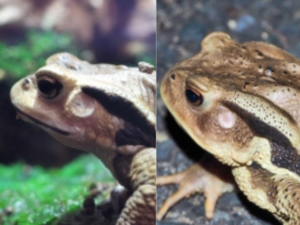 【ヒキガエル】5種の見分け方と探し方!オスメスの判別やウシガエルとの違いも徹底解説! | ゆるとの身近な生き物図鑑